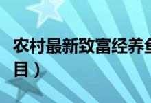 农村最新致富经养鱼视频（农村最新致富小项目）