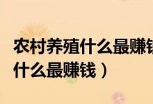 农村养殖什么最赚钱一年赚十几万（农村养殖什么最赚钱）